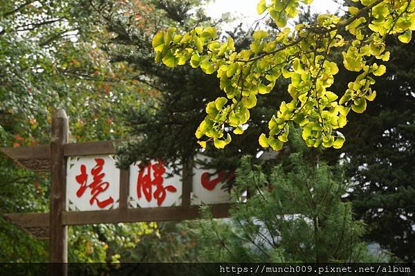 阿里山慈雲寺賞銀杏0008.JPG