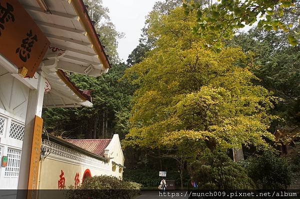 阿里山慈雲寺賞銀杏0006.JPG