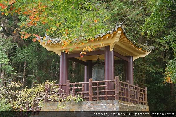 阿里山慈雲寺賞銀杏0011.JPG