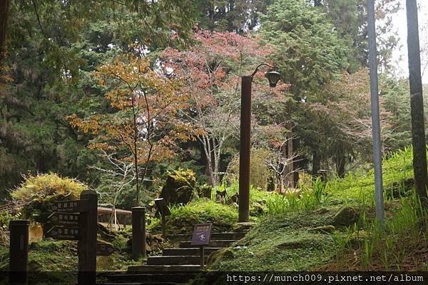 阿里山慈雲寺賞銀杏0012.JPG