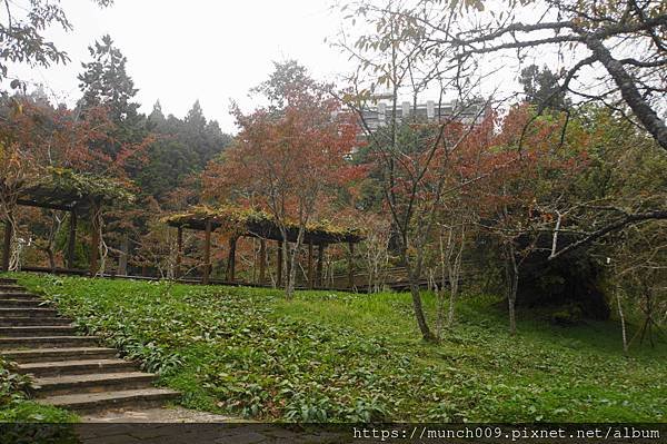 阿里山慈雲寺賞銀杏0016.JPG