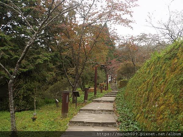 阿里山慈雲寺賞銀杏0013.JPG