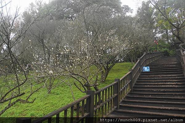 嘉義梅山公園賞梅0005.JPG