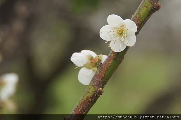 嘉義梅山公園賞梅0006.JPG