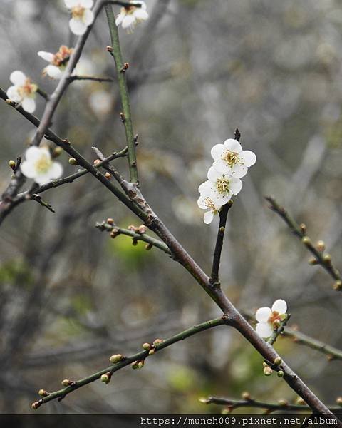 嘉義梅山公園賞梅0009.JPG