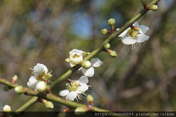 嘉義梅山公園賞梅0016.JPG