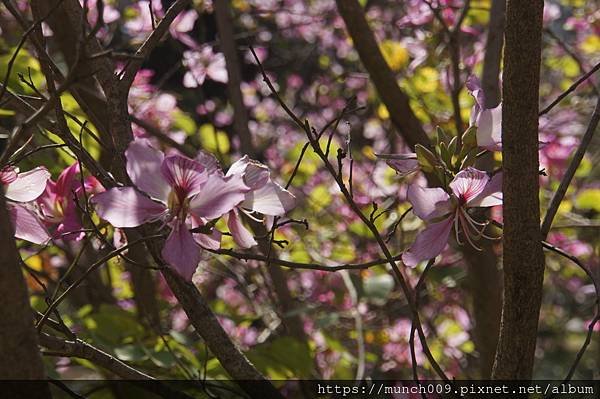 台南公園賞羊蹄甲花0003.JPG