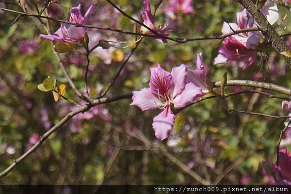 台南公園賞羊蹄甲花0008.JPG