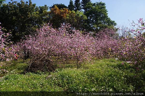 台南公園賞羊蹄甲花0004.JPG