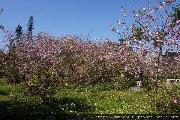 台南公園賞羊蹄甲花0007.JPG