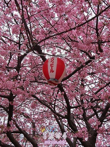 [遊記] 日本東京 ‧ 三浦海岸 ‧ 伊豆河津 ‧ 下田 ‧