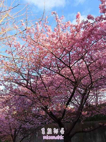 [遊記] 日本東京 ‧ 三浦海岸 ‧ 伊豆河津 ‧ 下田 ‧