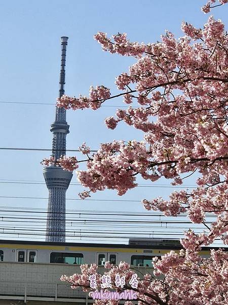 [遊記] 日本東京 ‧ 三浦海岸 ‧ 伊豆河津 ‧ 下田 ‧