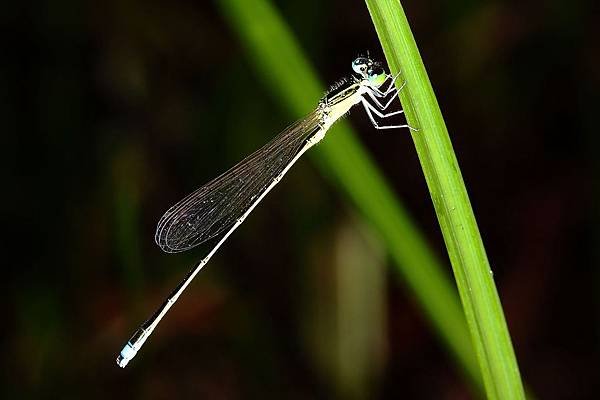 nEO_IMG_IMG_5869.jpg