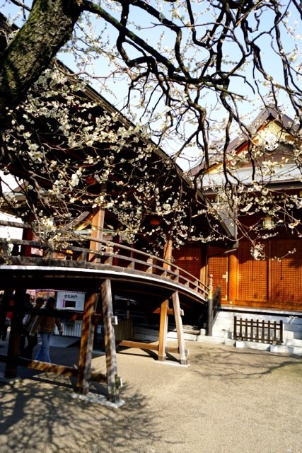ume_49