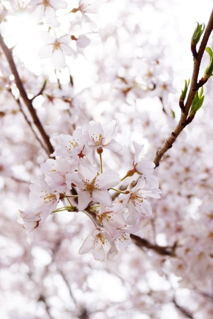 sakura120407_031