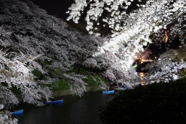 sakura120408_71
