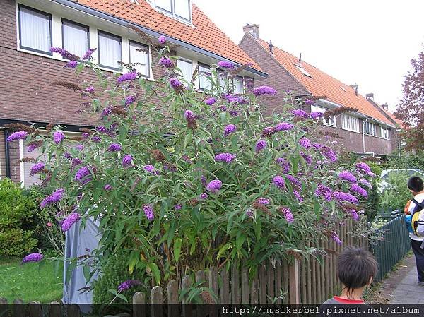 香香花串