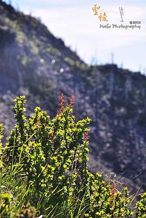 218-DSC_1373P98