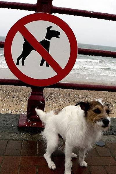 no_dog_fouling_sign_1013.jpg