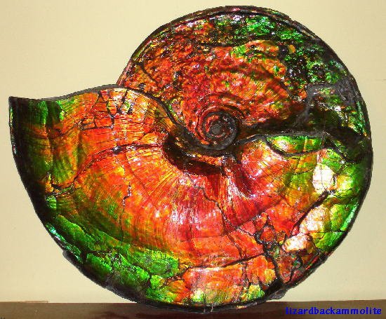 ammolite-raw_f11