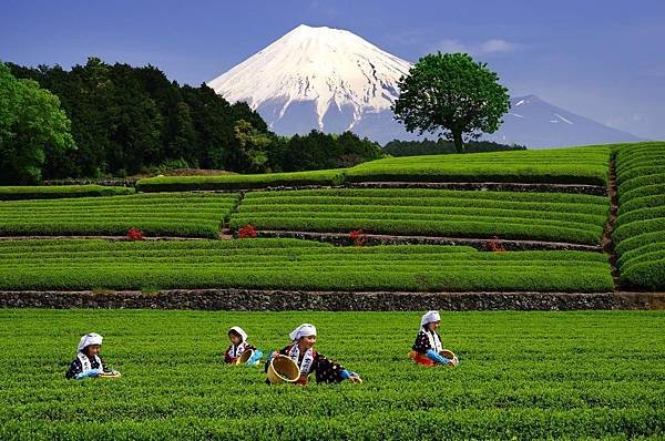 大淵茶祭