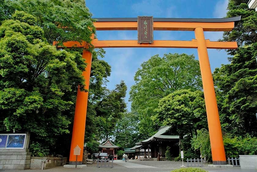 埼玉縣川越冰川神社木造大鳥居高15公尺