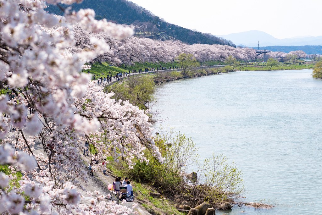 白石川堤一目千本桜2