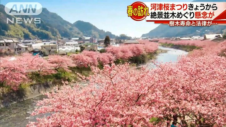 kawazu-sakuraend