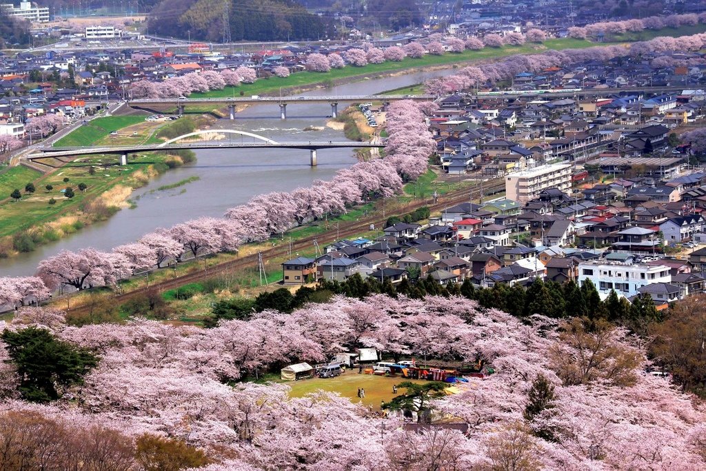 白石川堤一目千本桜