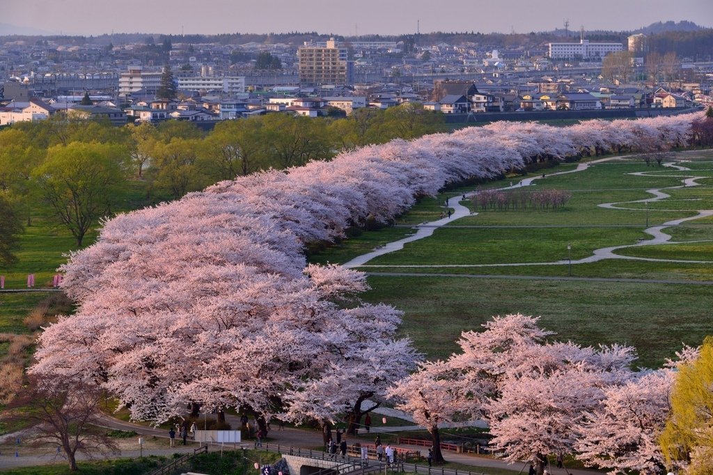 北上展勝地さくらまつり