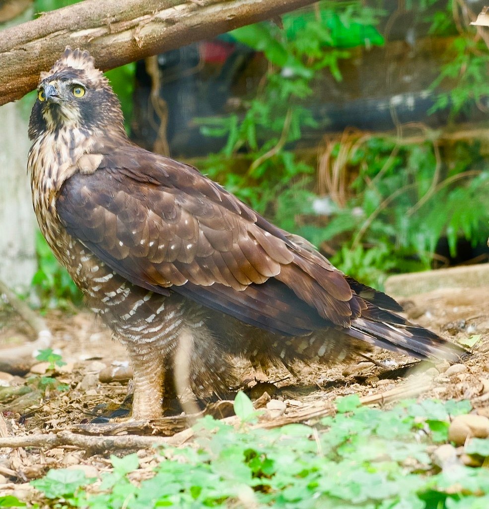 S__144343045.jpg