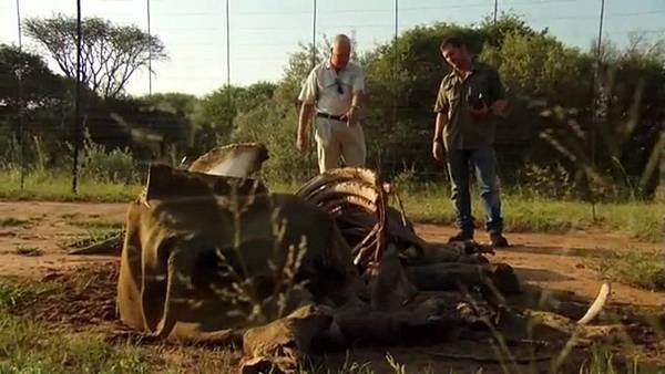 Poaching Wars With Tom Hardy Ep 1.flv_000511.211