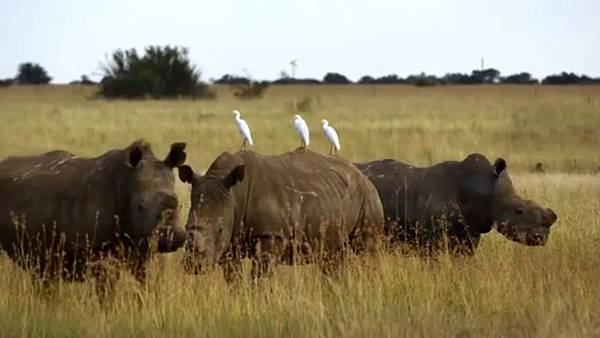 Poaching Wars With Tom Hardy Ep 1.flv_003029.491