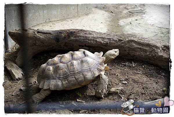 小MICA動物園IMGP5063.JPG