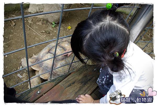 小MICA動物園IMGP5067.JPG