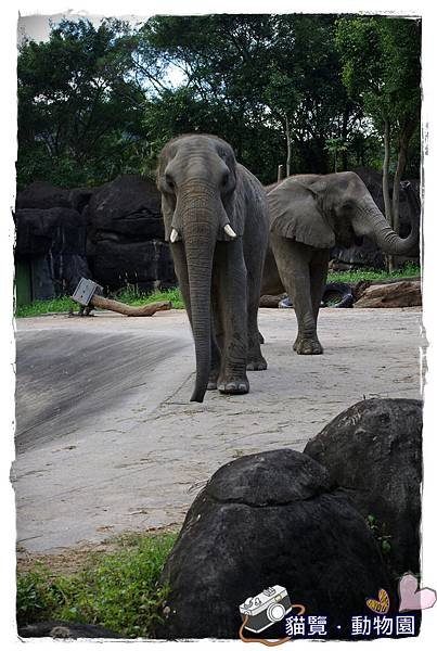 小MICA動物園IMGP5107.JPG