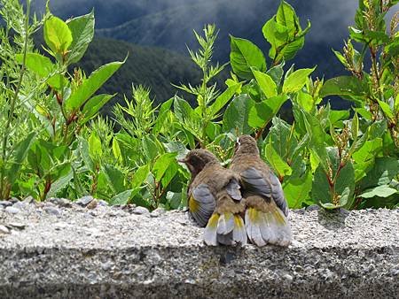 20110728-清境合歡行Day2-203.JPG