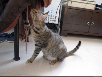 20101212泡泡跟虎妹-018.JPG