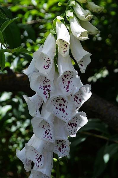 0520Foxglove2jpg.jpg