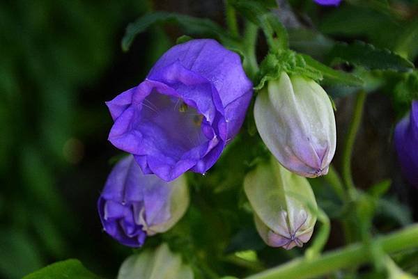 0529CanterburyBells3.jpg