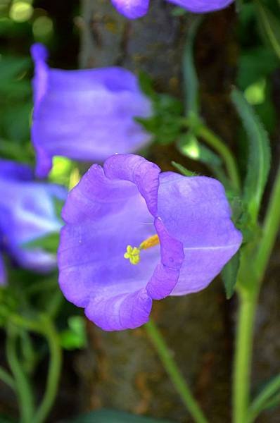 0603CanterburyBells1.jpg