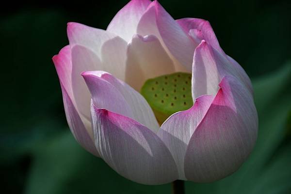 0712Lotus13.jpg