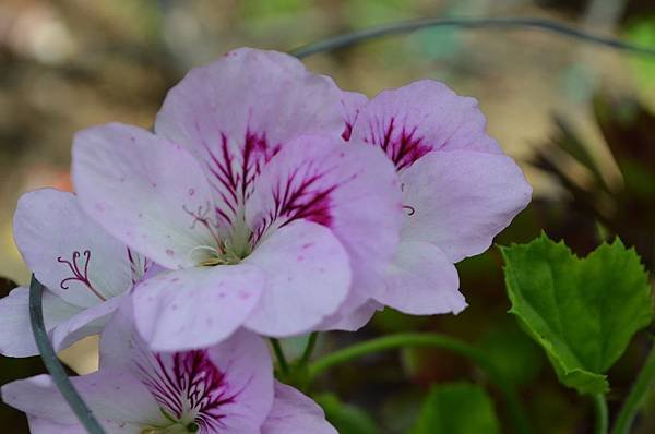 0502Geranium1.jpg