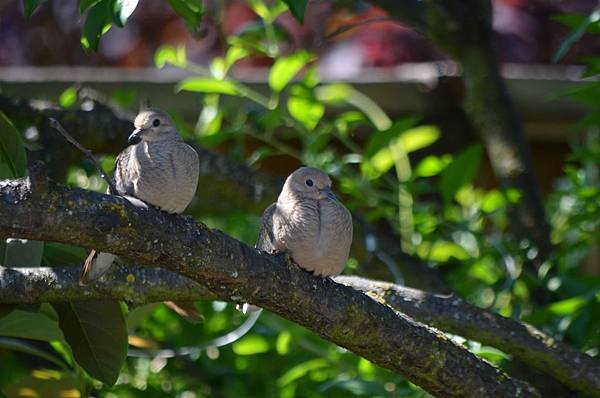 0503MourningDove1.jpg