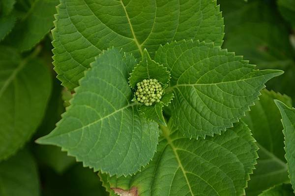 0515Hydrangea1.jpg