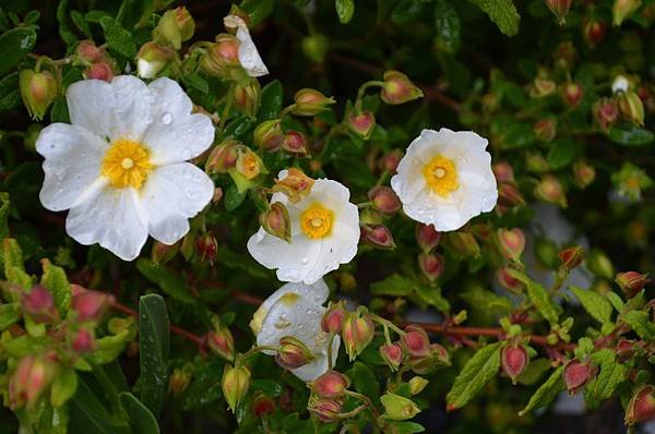 0327Rockrose1.jpg