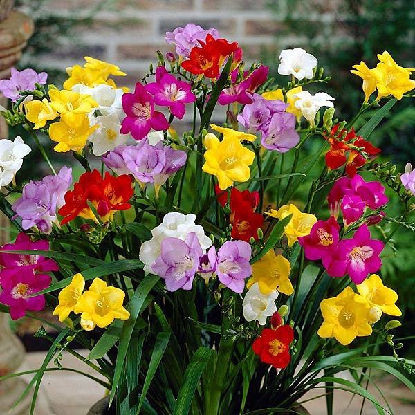 Freesia1.jpg