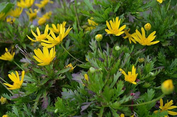 0416Euryops1.jpg