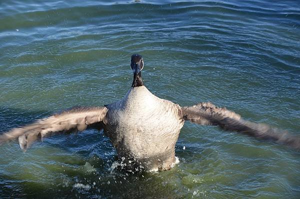 1231LakeBird51.jpg
